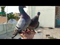 HOW TO TAME YOUR PIGEONS ON YOUR HAND - PIGEON TRAINING TAMIL