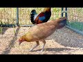 Feeding Meal Worms To My Red Jungle Fowl | Pub Kab Rau Qaib Qus