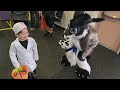 Halloween Carnival in Fursuit!