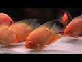 Red Severums: The Poor Mans Discus Fish ???