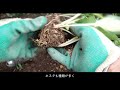 [Introduction and planting of Cain's purchased seedlings PW Super Torenia Catarina, etc.