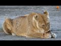 Lioness Bites Her Cub's Head Off