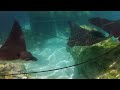 Discovery Cove Orlando - Grand Reef