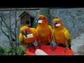 Parrots in 8K HDR 60FPS | Stunning Beautiful Birds | Birds Sound