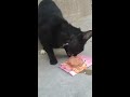 Feeding a Black stray cat :)
