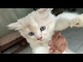 😂 Sang kucing yang mantap ni #Short #ShortVideo