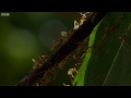 Ants Battle to Protect Their Fortress | Life Story | BBC Earth