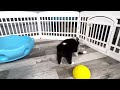 Border Collie Puppies | Cute and Hilarious Playtime | #bordercollie #bordercolliepuppy #bluemerle