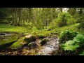 2 hours of forest ambience, water sounds, and birds singing