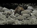 Grizzly bear encounter, Minstrel Island 2021.