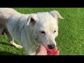 Old Heartbroken Dog Found Abandoned in the Middle of the Road