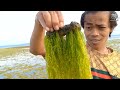 CARA MEMILIH LUMUT LAUT UNTUK UMPAN IKAN BARONANG, IKAN BARONANG KETAGIHAN DENGAN LUMUT INI.