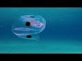 Aquarium 4K VIDEO (ULTRA HD) - Tranquil Aquarium Sounds 🫧  The Deep Ocean Floor Is Quiet