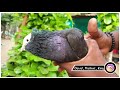 🕊️🕊️முஸ்கி புறா பற்றிய சிலIntresting Facts and Full Review || Muski Pigeon In Tamil ||