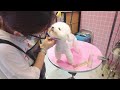 2024 Chó Phốc Sóc Mini 😍 Funny and Cute Pomeranian 😺🐶 | cute animals77