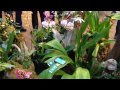 Orchid exhibition