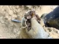 treasure found on oak island (10) video 2023