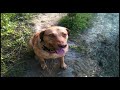 Chesapeake Bay Retriever Highlight Reel