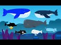 What kind of whale am I? | Shadow Whale Play | Baby Whale? Whale shark? Dolphin? | Kids | NINIkids