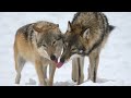 Wolves of Isle Royale make a comeback! 2022