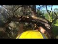 PINE TREE REMOVAL | PART 1 | TREE REMOVAL VIDEOS | TREE CUTTING | PROFESSIONAL TREE WORK