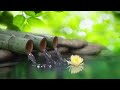 10 Hours of Relaxing Music • Calm Piano Music, Sleep Music, Water Sounds, Meditation Music