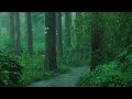 Listen to the rain on the forest path, relax, reduce anxiety, and sleep deeply