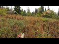 Tracking moose through thick grass