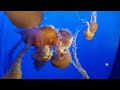 Monterey | VLOG | Aquarium | I TOUCHED A STING RAY!!!