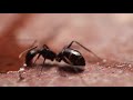 Camponotus Compressus drinking sugarwater