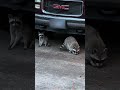 Raccoons Eating Kibbles - Cute Video