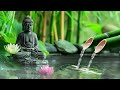 Relaxing Zen Music 24/7 - Bamboo, Relaxing Music, Meditation Music, Peaceful Music, Nature Sounds