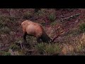 Vancouver Island Roosevelt Bull Elk