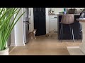 That’s funny video will make you laugh cat and dog playing￼🤣🤣🤣😂😂😂￼