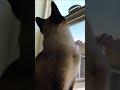 Cat Looking Out Window and Meowing