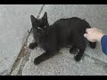 lil bit bigger black cat gets pet