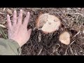 山の大掃除。年内に荒れた崖をスッキリ。小動物に遊ばれる。Clear rough cliffs. Played by small animals.