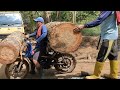 Ojek Balap93, expertise in transporting super-large pine logs using a Yamaha motorbike