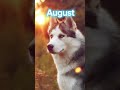 Your month your Husky💙 #trendy #trending #viral #youtube #shorts #Husky