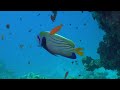 Underwater World: Relax Under the Sea | Calm Ocean Water Sounds, Music Ambience Background Reef ASMR