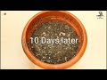 How to Easily make Compost from kitchen waste