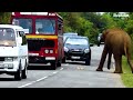 Avoid feeding wild elephants සිංහල නොතේරෙන අපේ මිනිස්සු Elephant soul