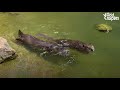 Beaver And Otter Play 24/7 | The Dodo Odd Couples