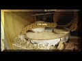 Terracotta Cage Set Up For Hamster ⪩ •⩊• ⪨