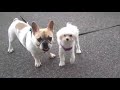 Puppy and Puppy in NYC Park