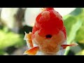Special goldfish for November 2023 #goldfish #goldfishfarm #oranda #pjleeselect #pjlee #금붕어