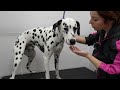 Bred To Be A GUARD Dog | The Gorgeous Dalmatian