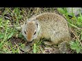 WOW! ADORABLE Squirrels near the trail!