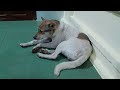 Best Funny Animals 2024 😍 Funniest Dogs and Cats 😻🐶