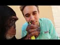 BABY MONKEYS SHAVE My FACE ! ! I CANT BELIEVE THIS HAPPENED…